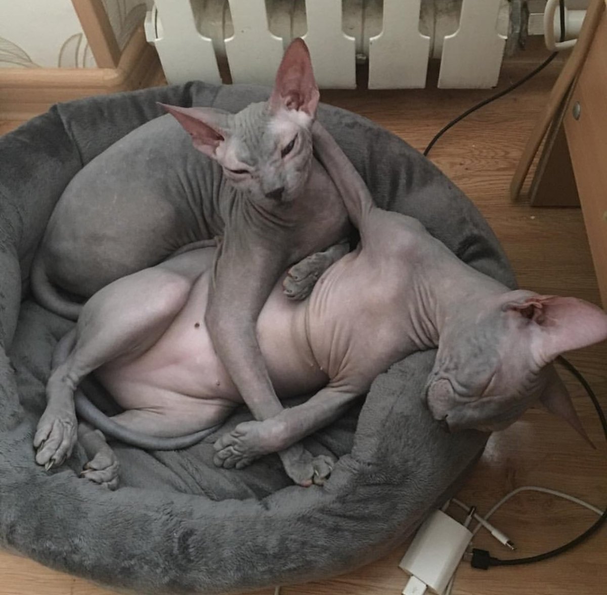 Донской сфинкс жирный