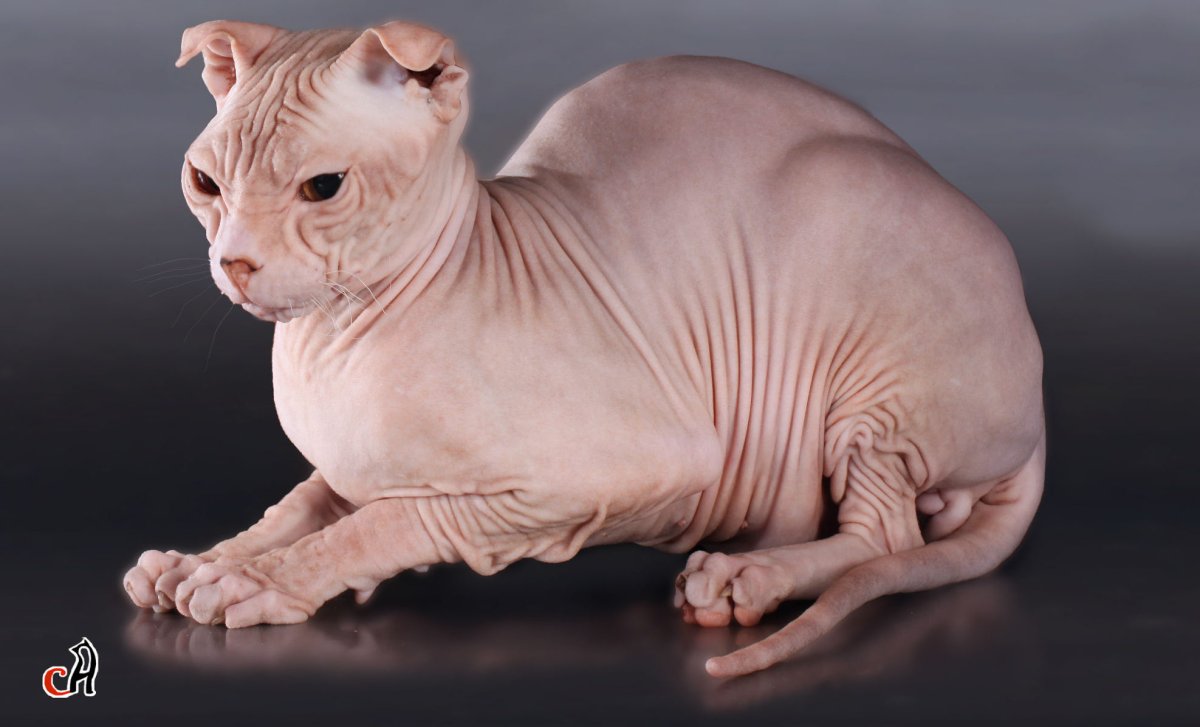 Сфинкс левкой вислоухий