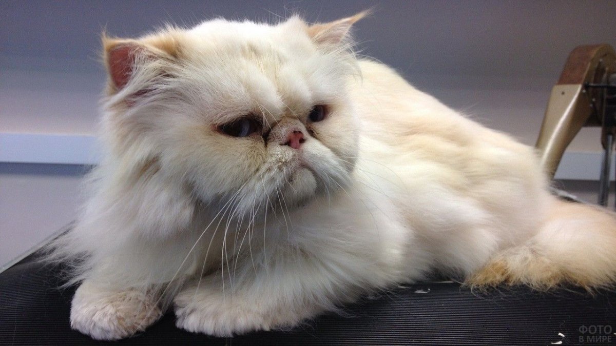 Персидская кошка экзот экстремал
