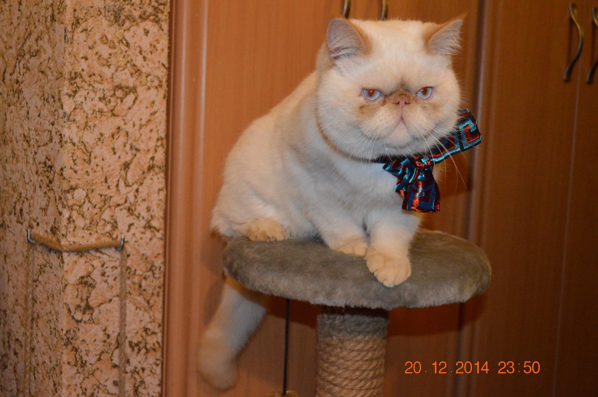 Кот экзот для вязки в Екатеринбурге