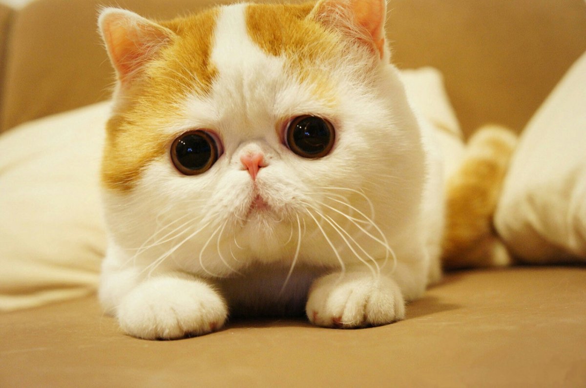 Кот породы Снупи