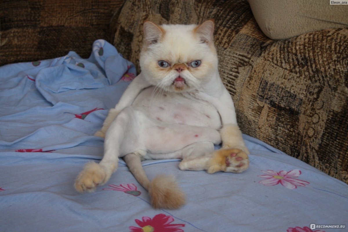 Лысый персидский кот