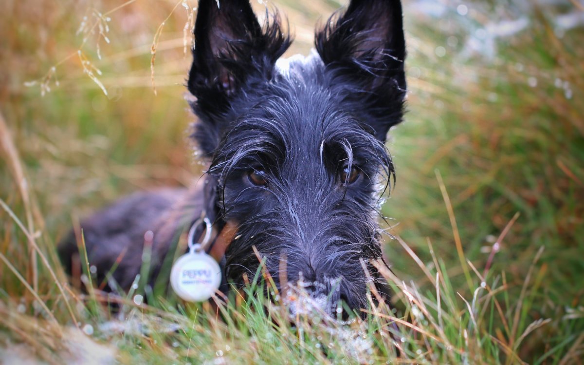 Скотч терьер Байден