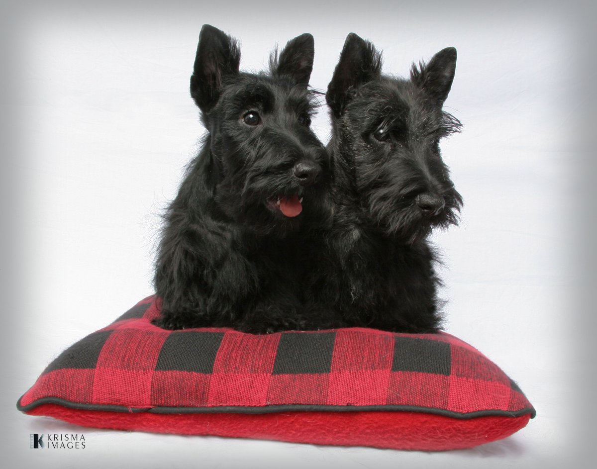 Шотландский терьер скотч-терьер