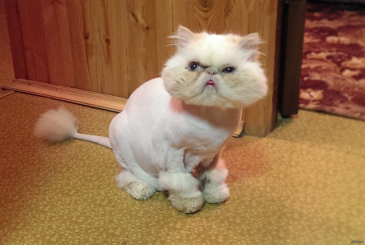 Кошки стриженные экзот