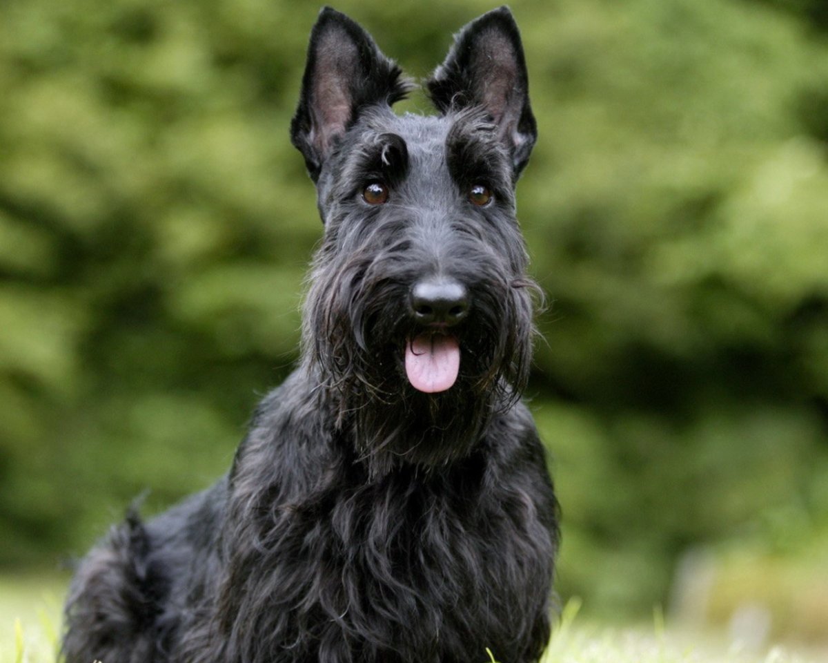 Алмазная вышивка скотч терьер