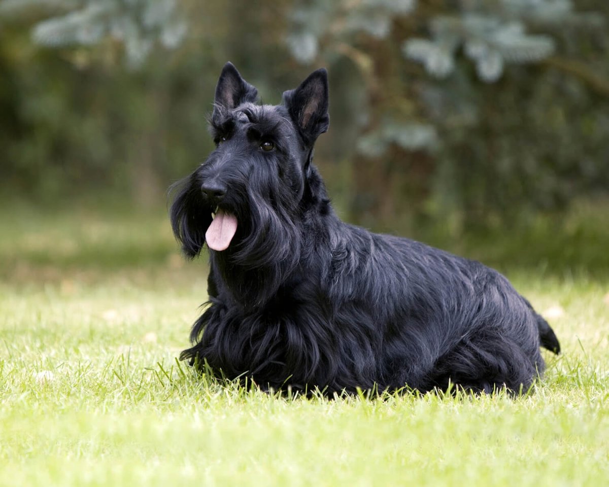 Шотландский терьер