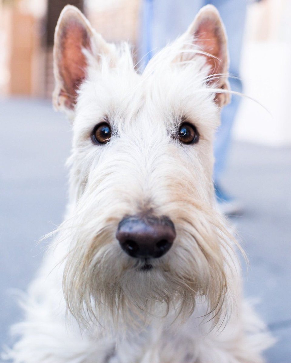Шотландский терьер белый