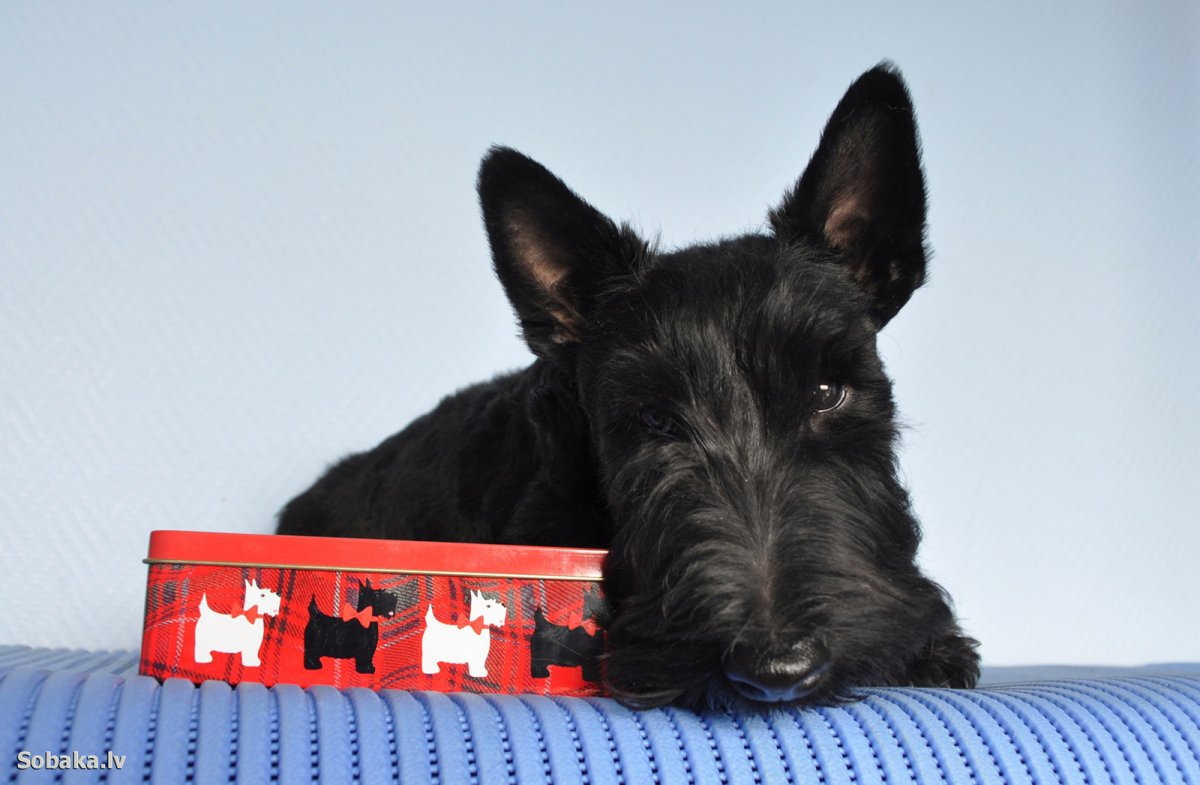 Шотландский терьер взрослый