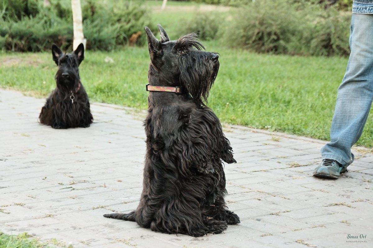 Скотч терьер стандарт породы