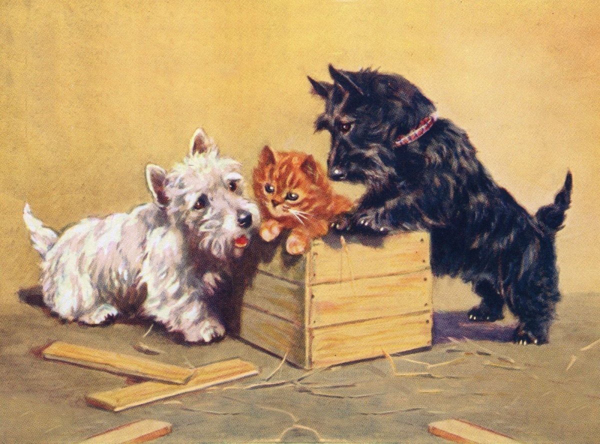 Милые щенки сохры