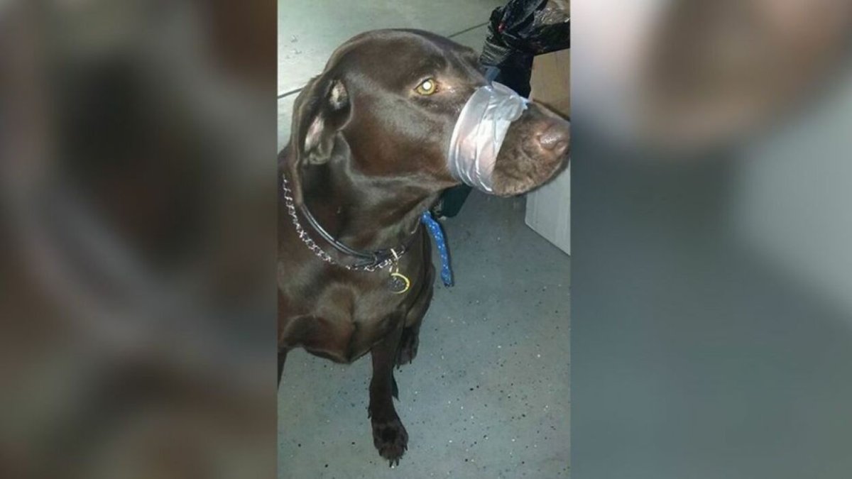 Бушланд терьер