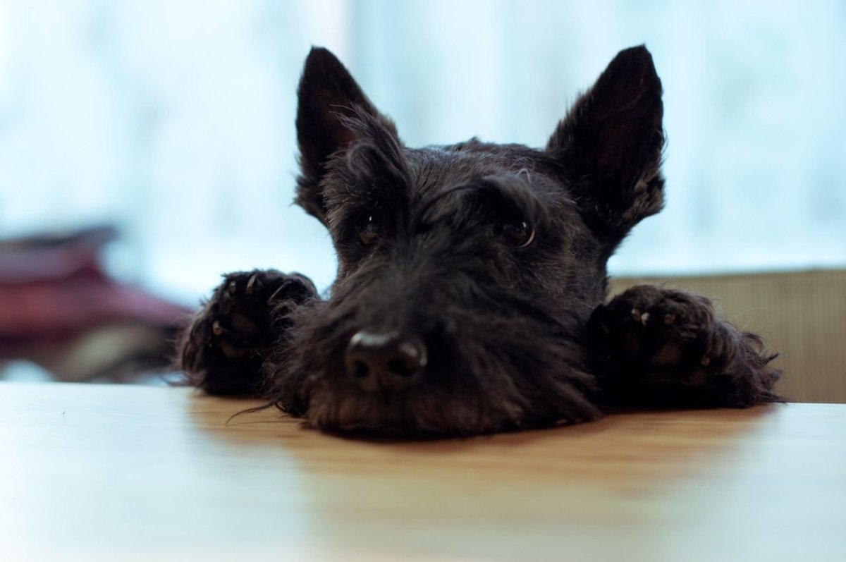 Скотч терьер Бриндл