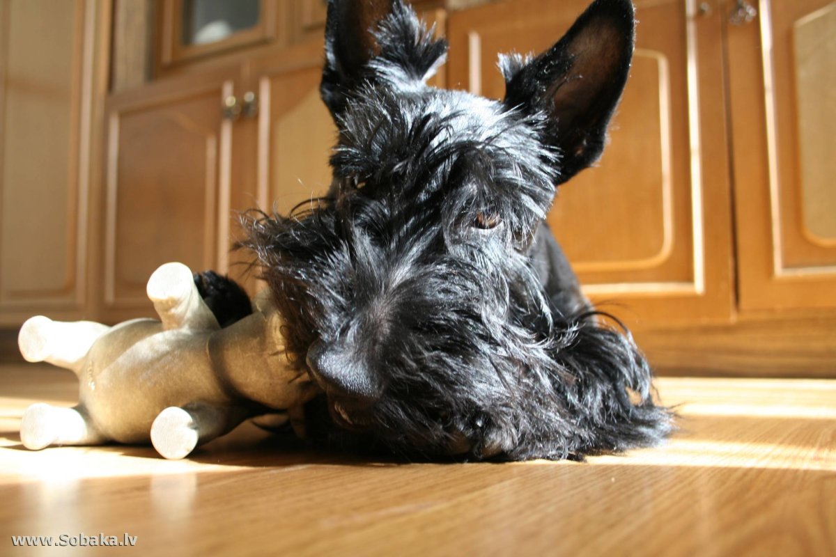 Милый корги