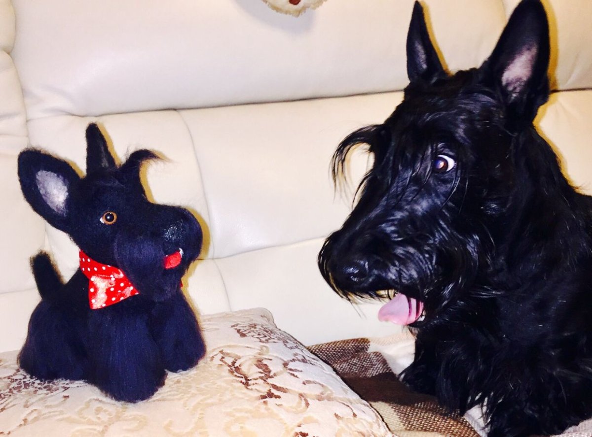 Скотч терьер силуэт