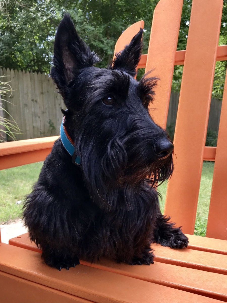 Шотландский терьер