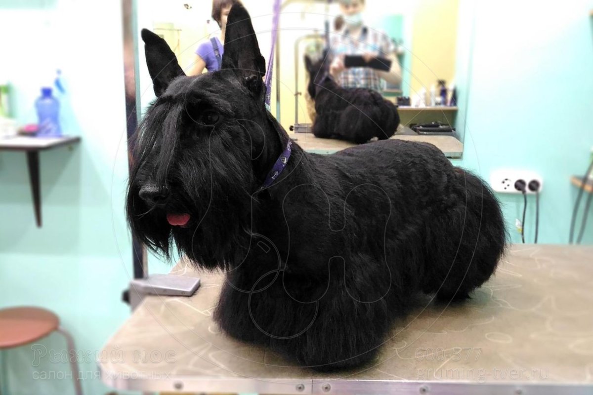 Скотч терьер рыжий