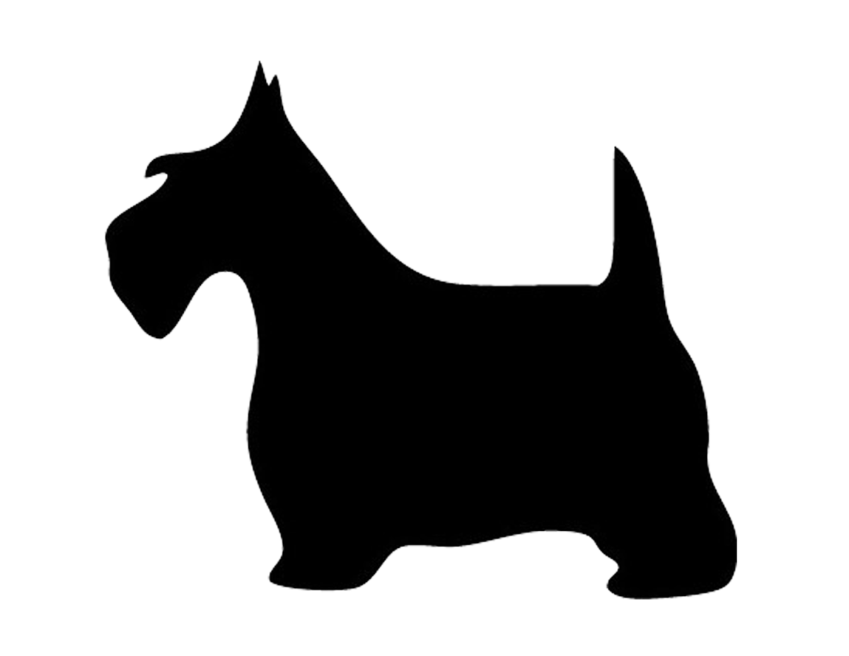 Скотч терьер в костюме