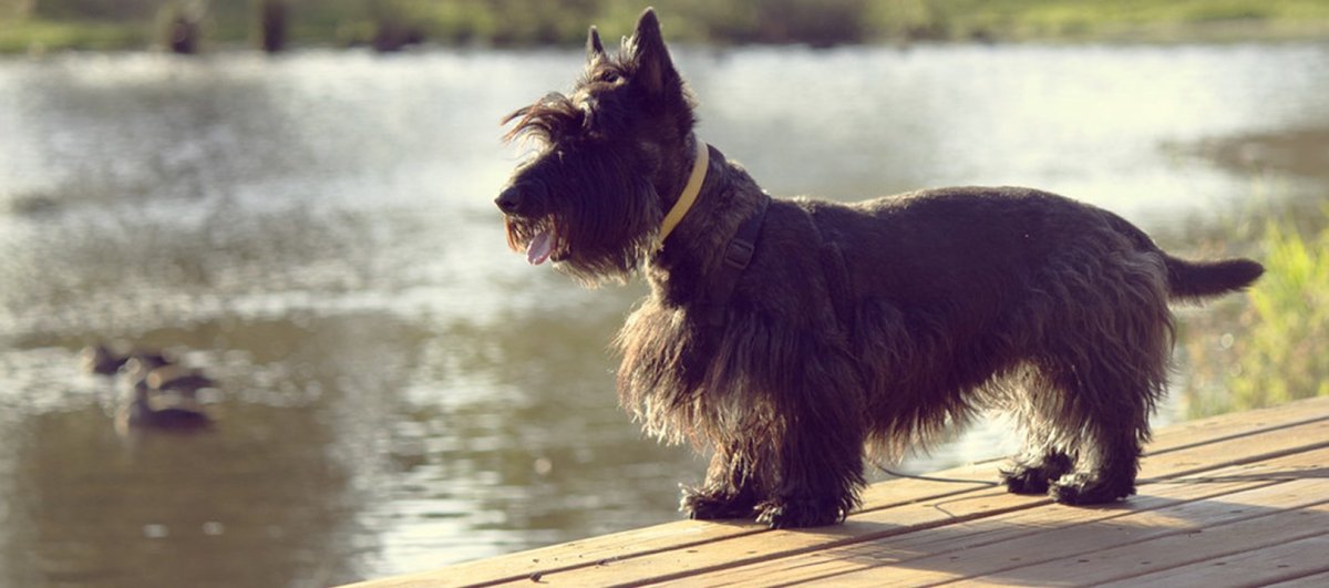 Скотч терьер Блэк