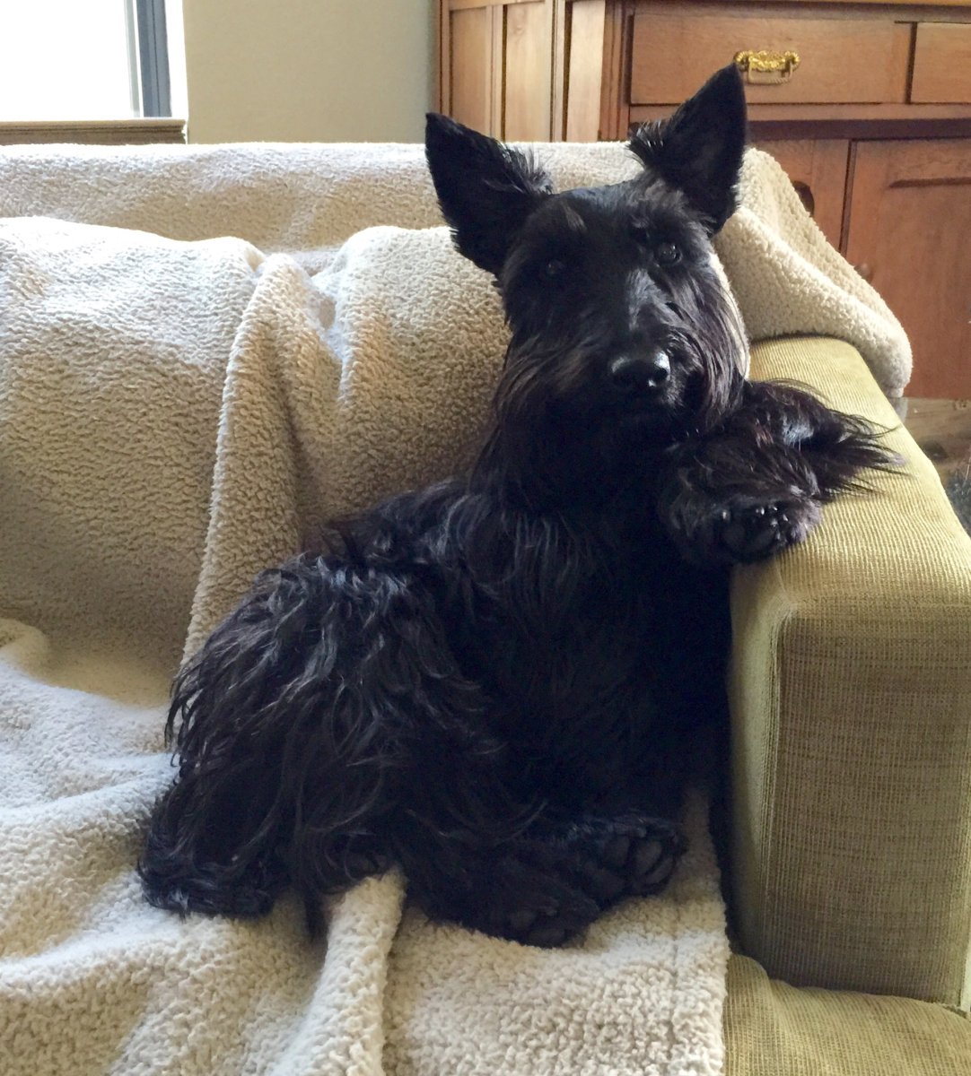 Скотч терьер