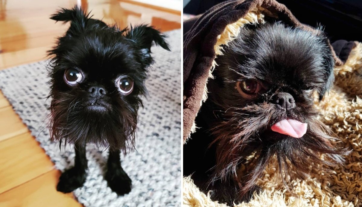 Шотландский терьер 10см