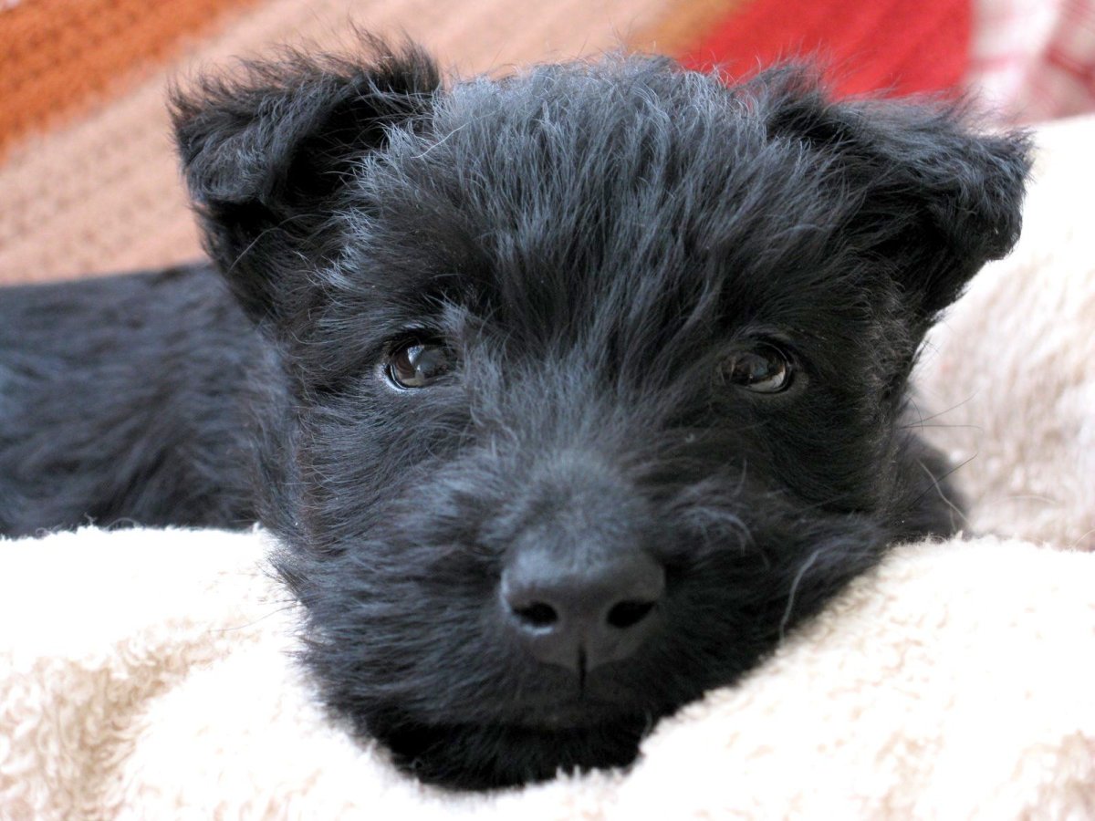 Скотч порода собак