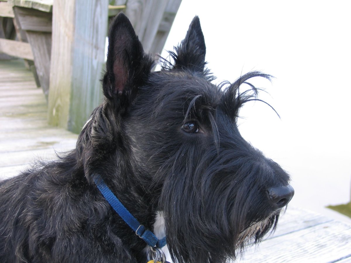 Шотландский терьер стандарт