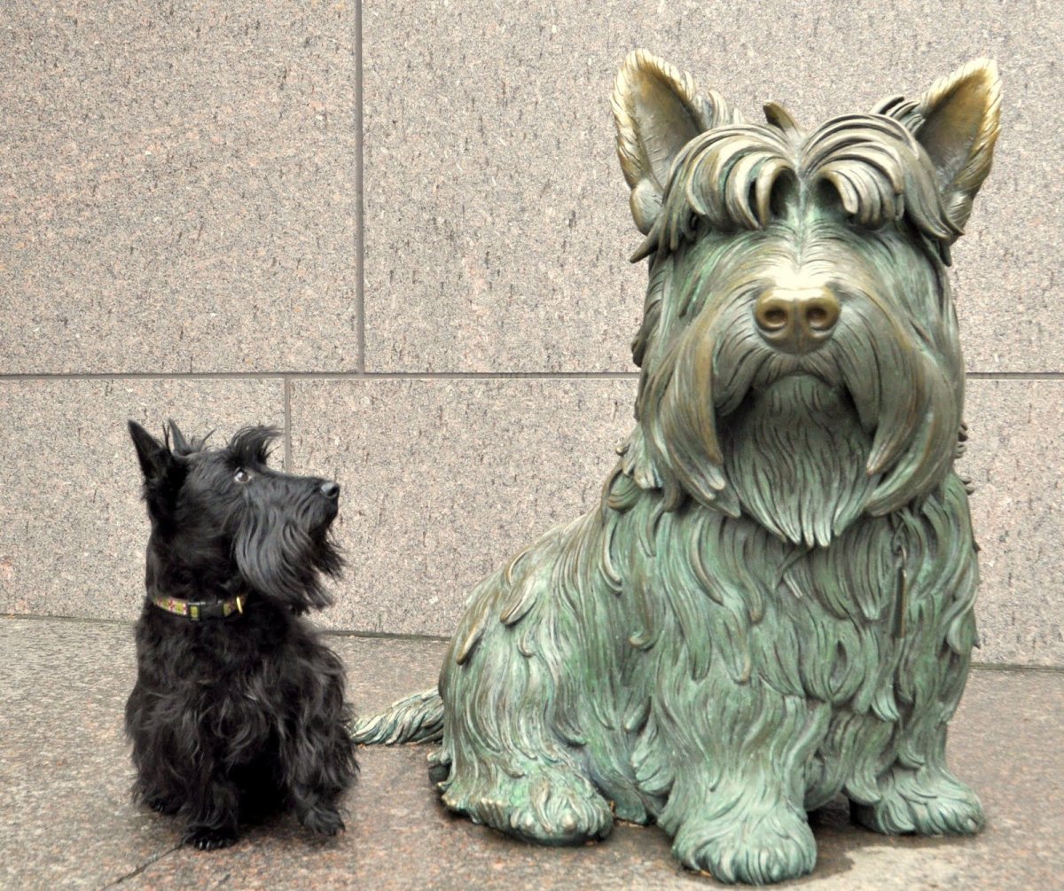 Скотч терьер Рузвельта