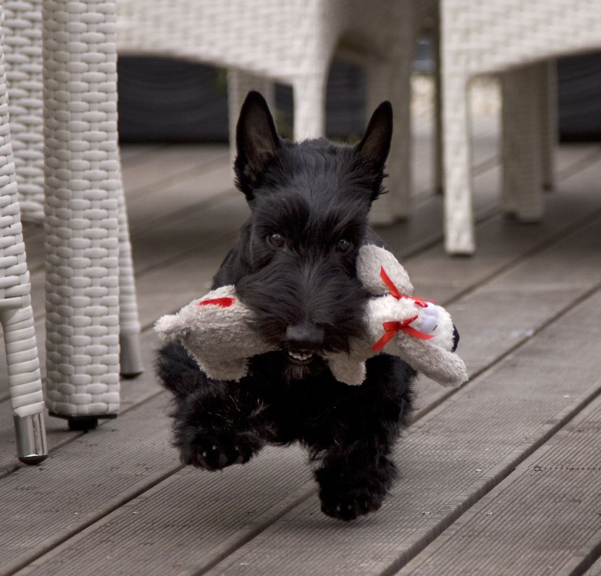 Шотландский терьер