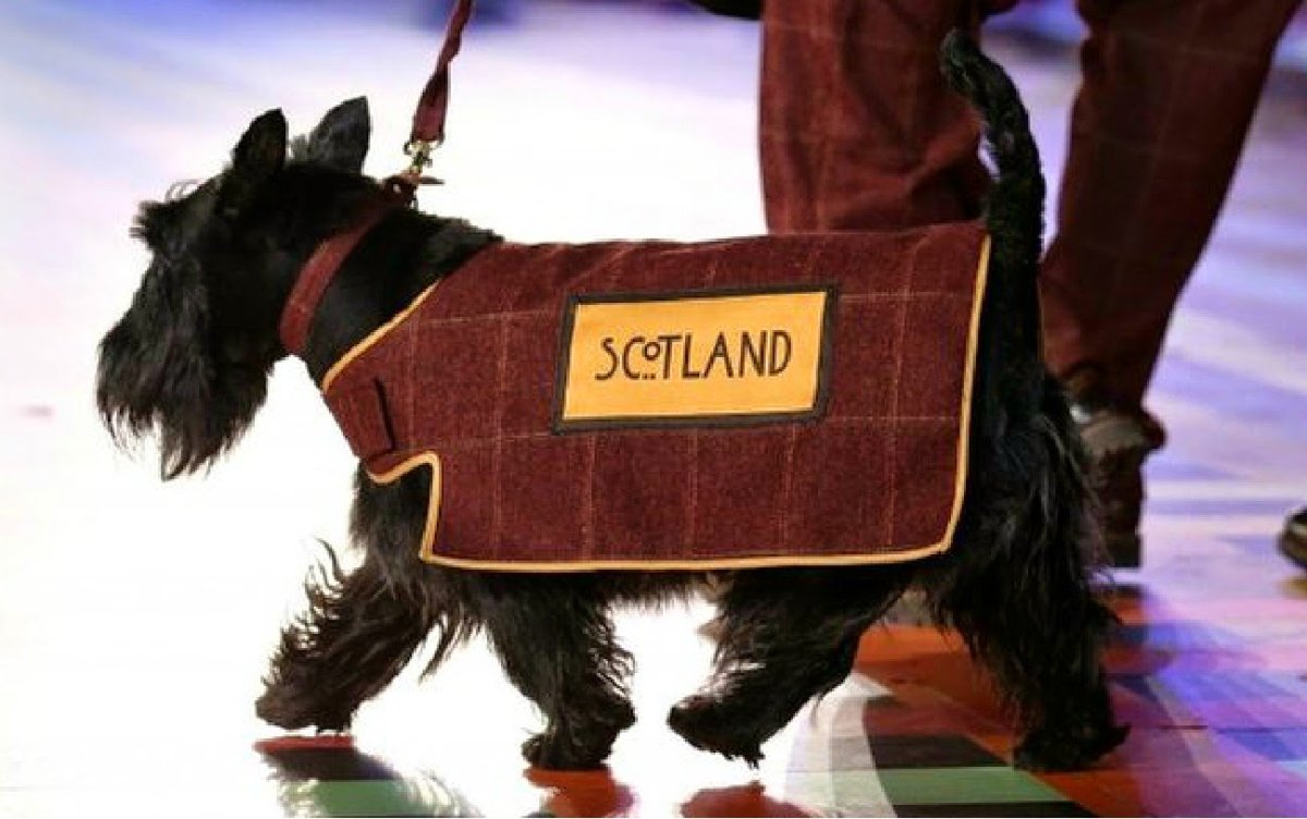 Собаки сохры