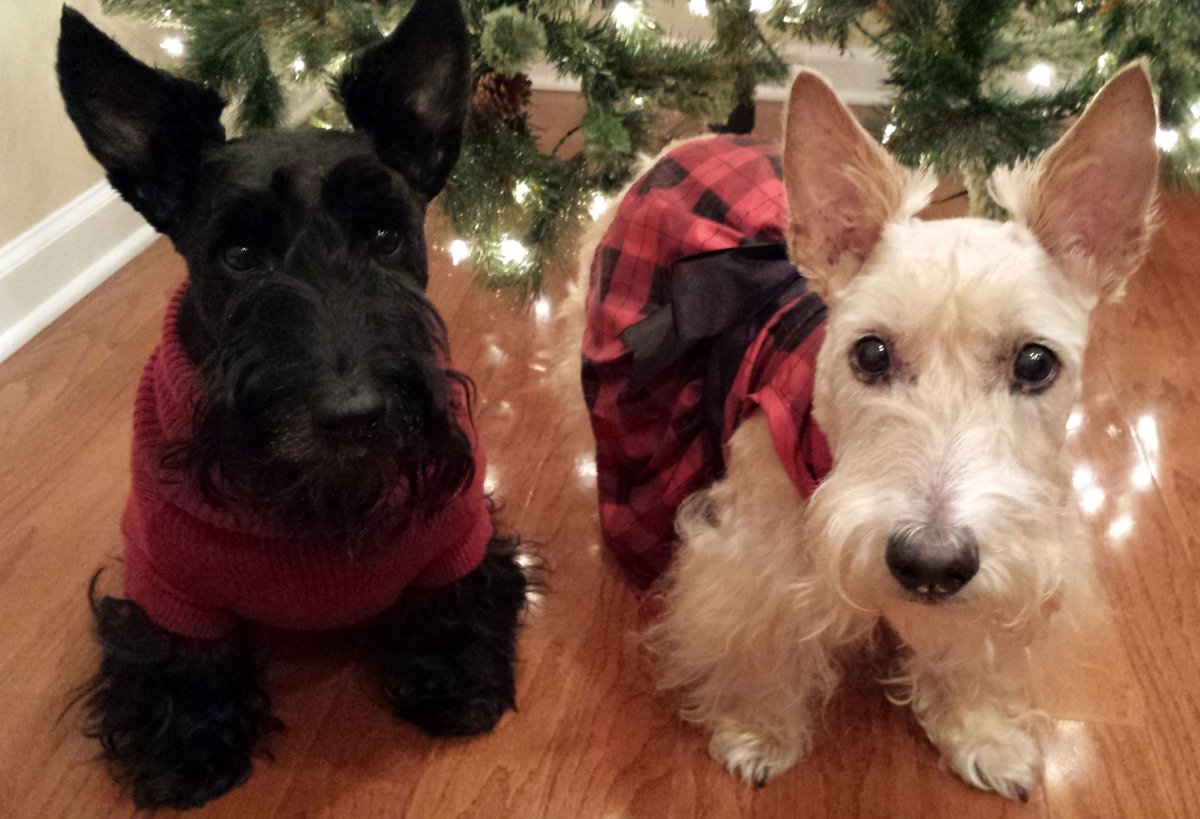 Скотч терьер Вест хайленд терьер