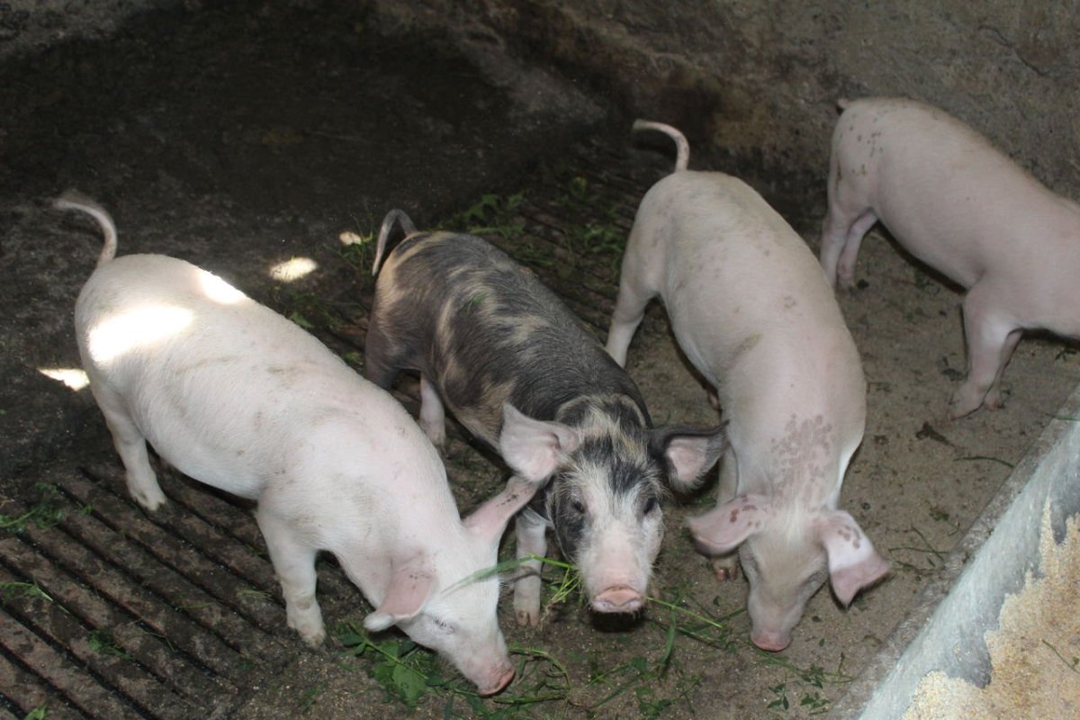 Хряк Кнур дюрок