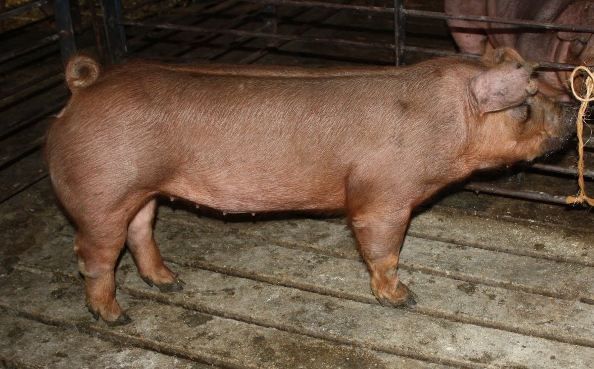 Дюрок джерси