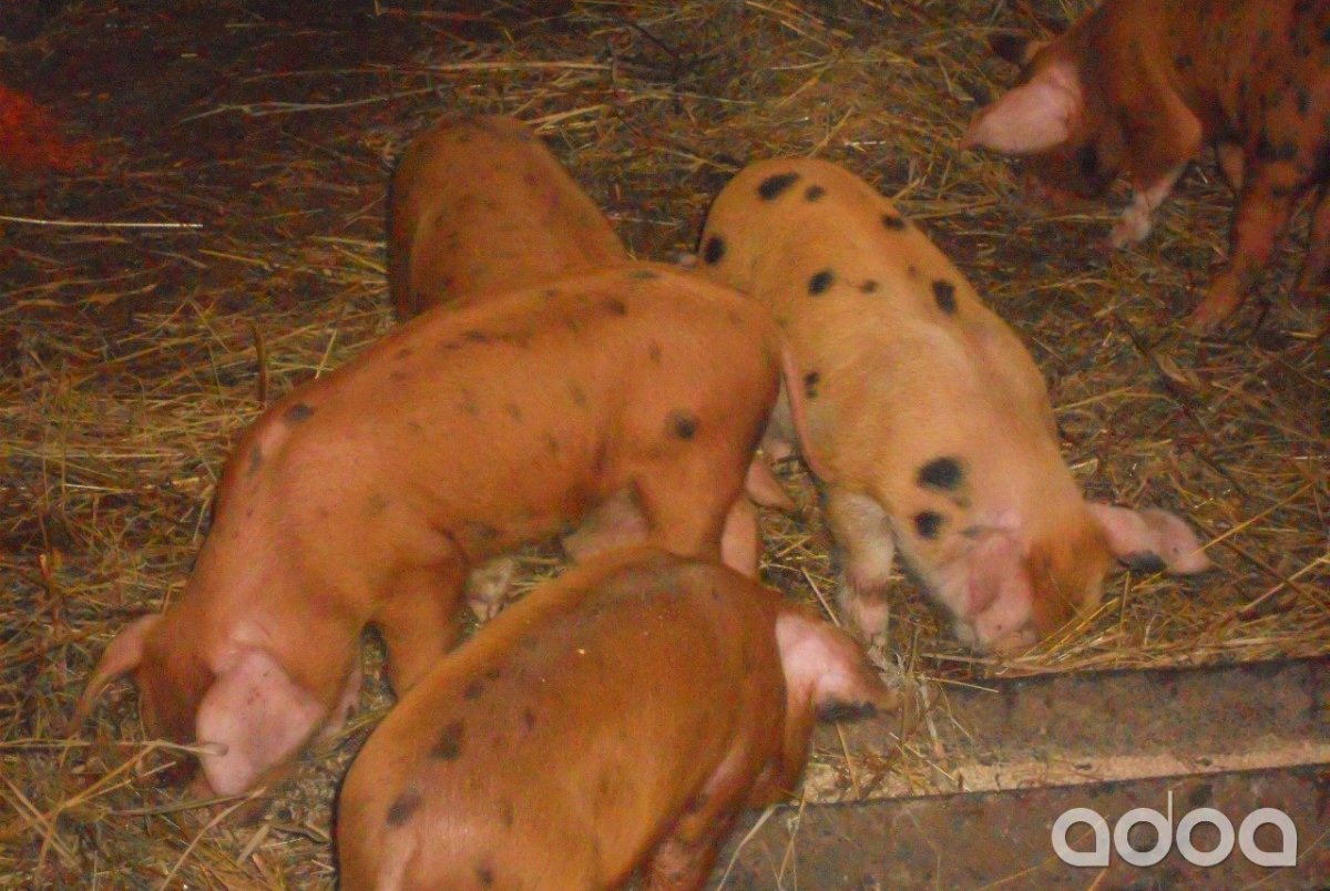 Ландрас (порода свиней)