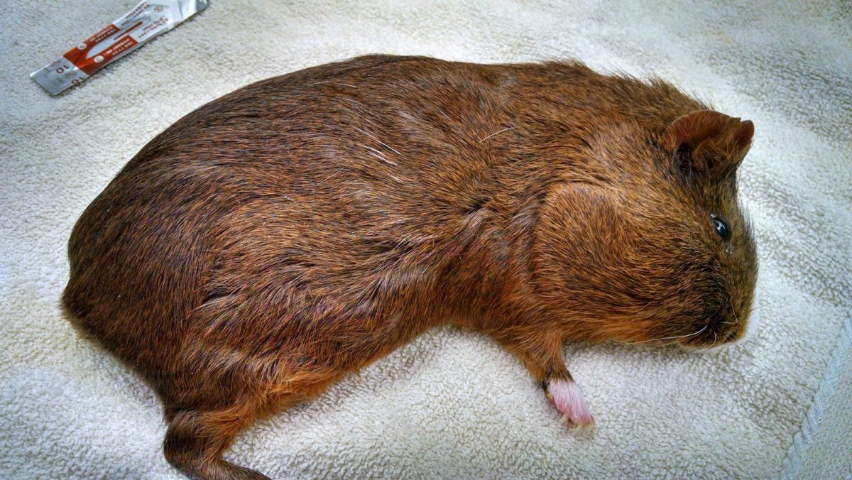 Cavia для морских свинок