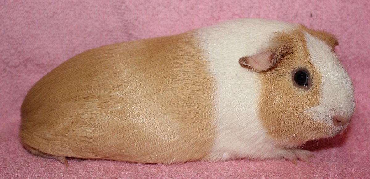 Жировик у морской свинки