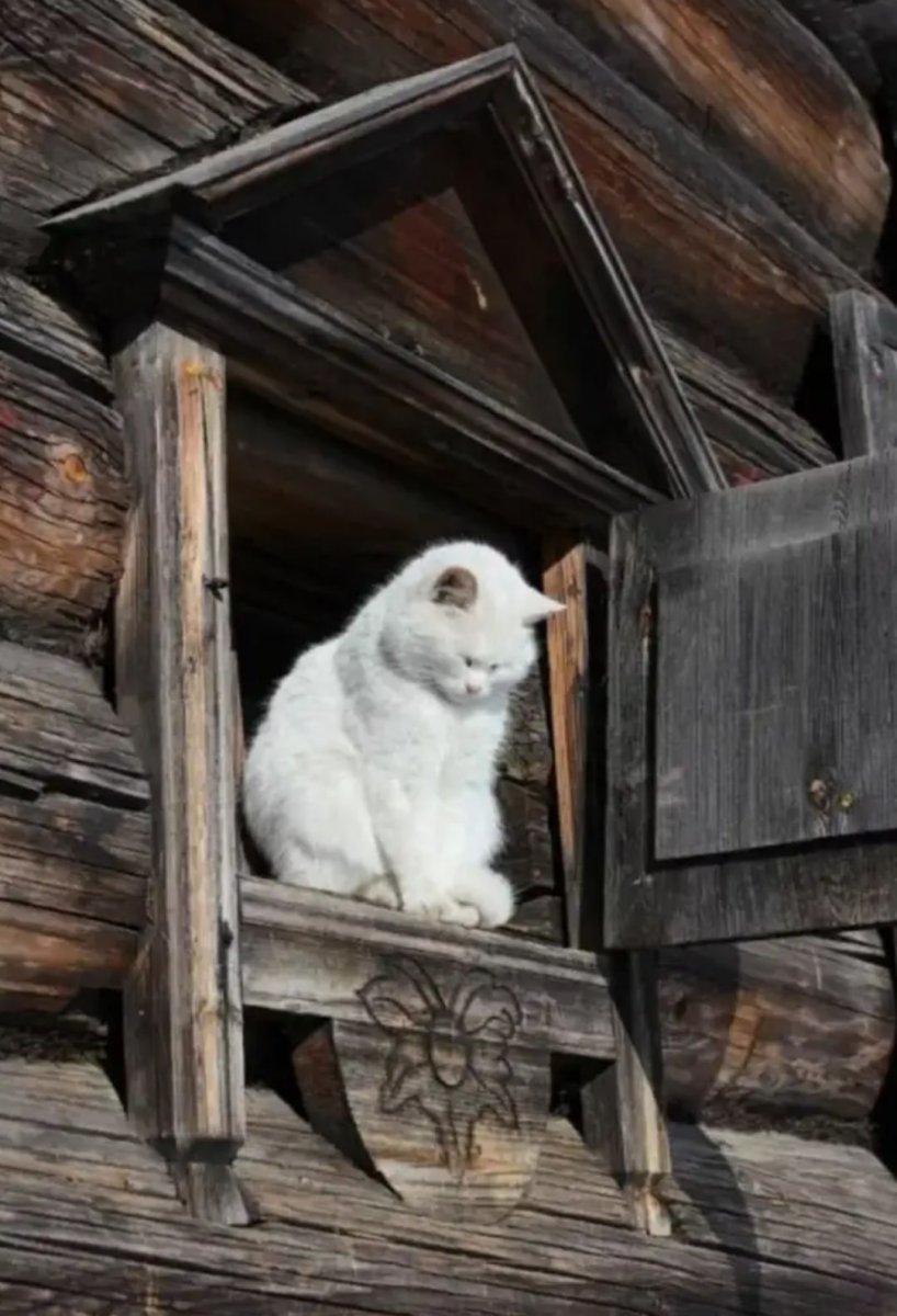 Кот в деревенском окне