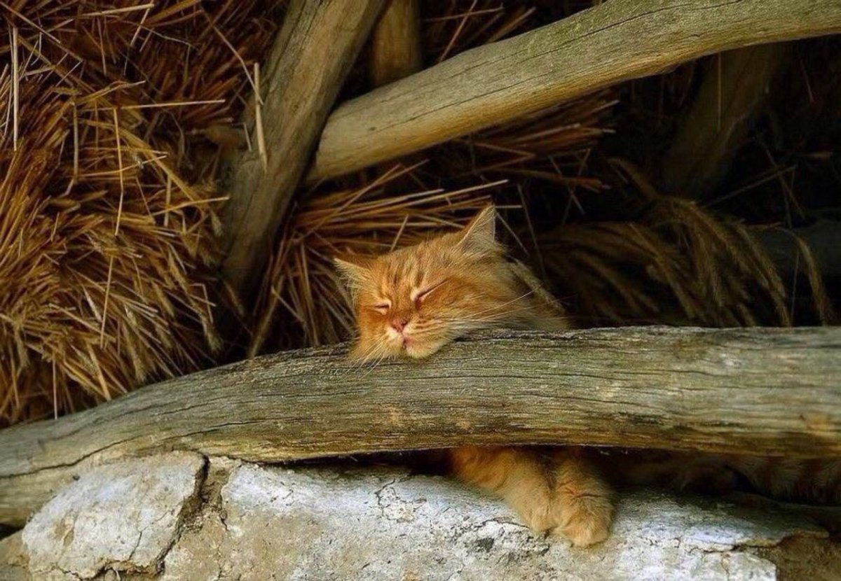 Кот на сеновале