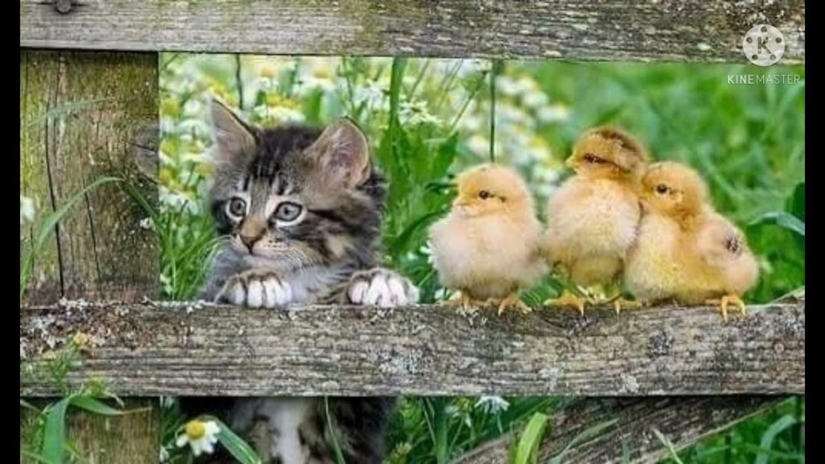 Доброе утро с цыплятами и котятами