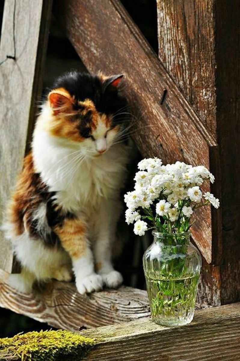Дом счастливых кошек. Трёхцветная кошка. Деревенский кот. Кошка в деревне. Летний кот.
