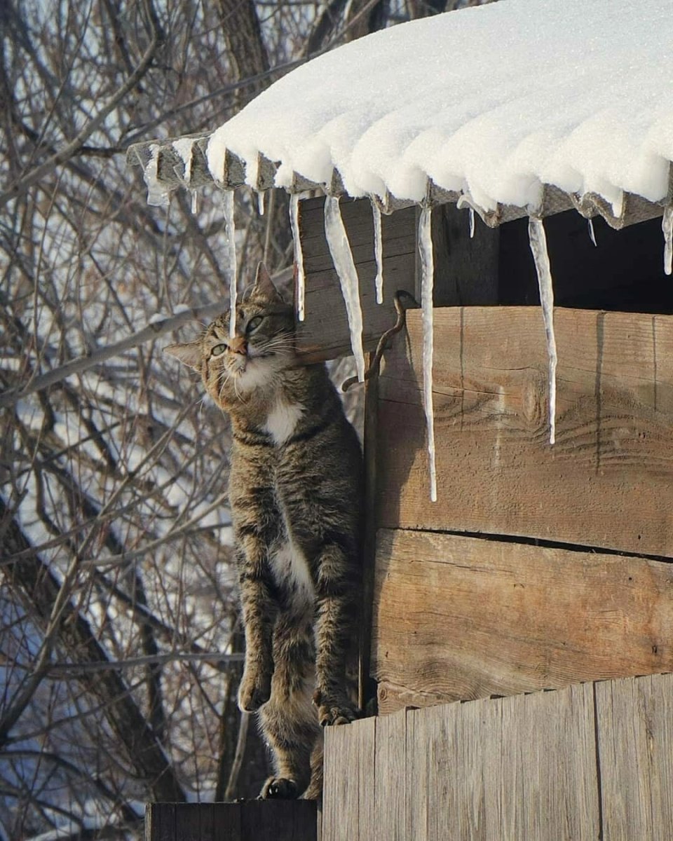 Деревенские коты Весна