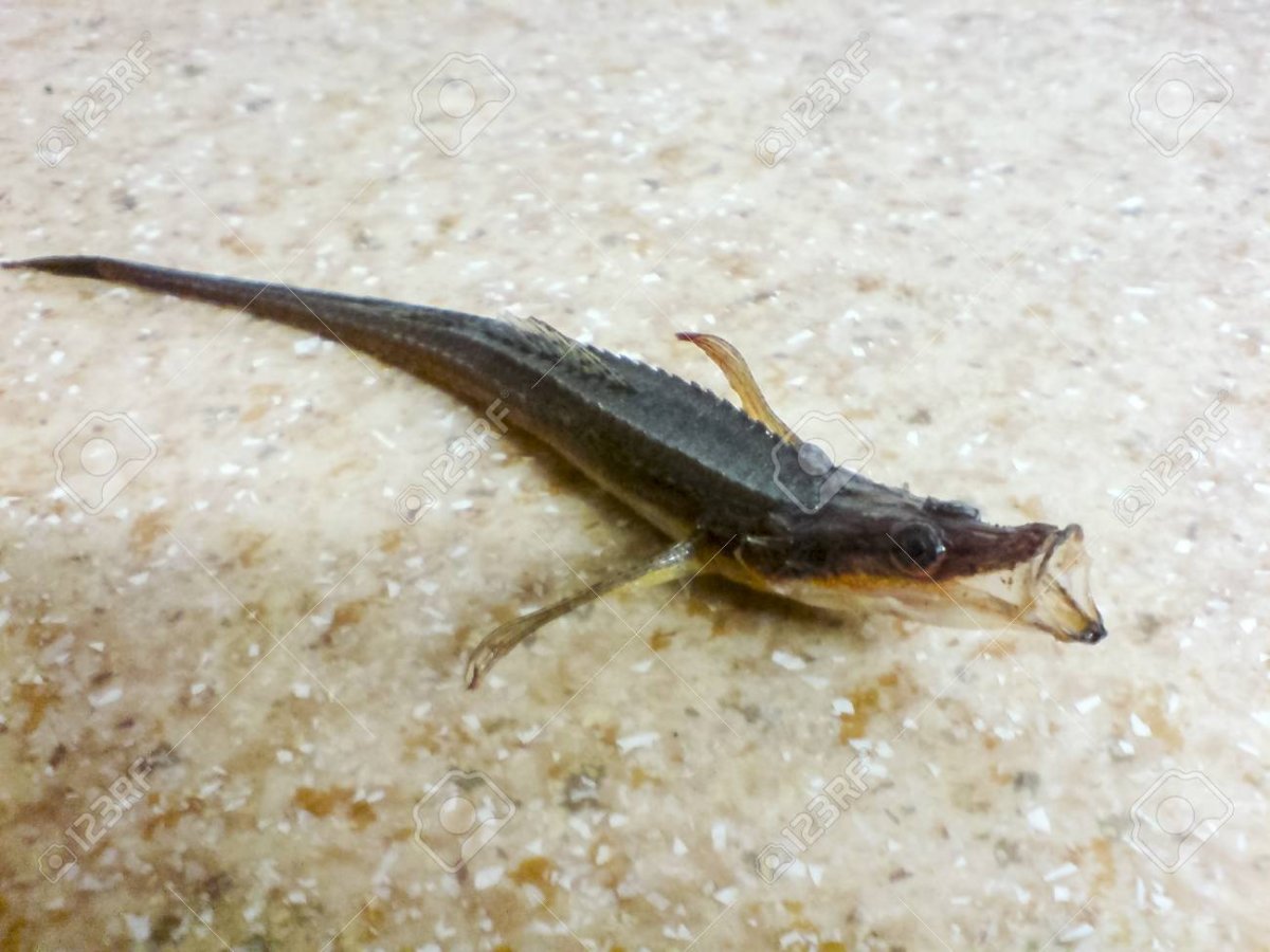 Рыба с длинным тонким хвостом