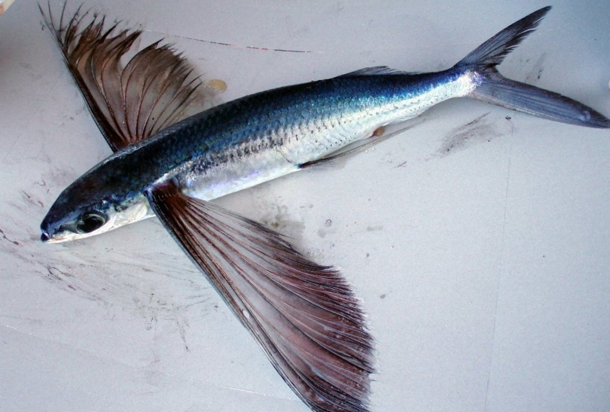 Летучая рыба тобико