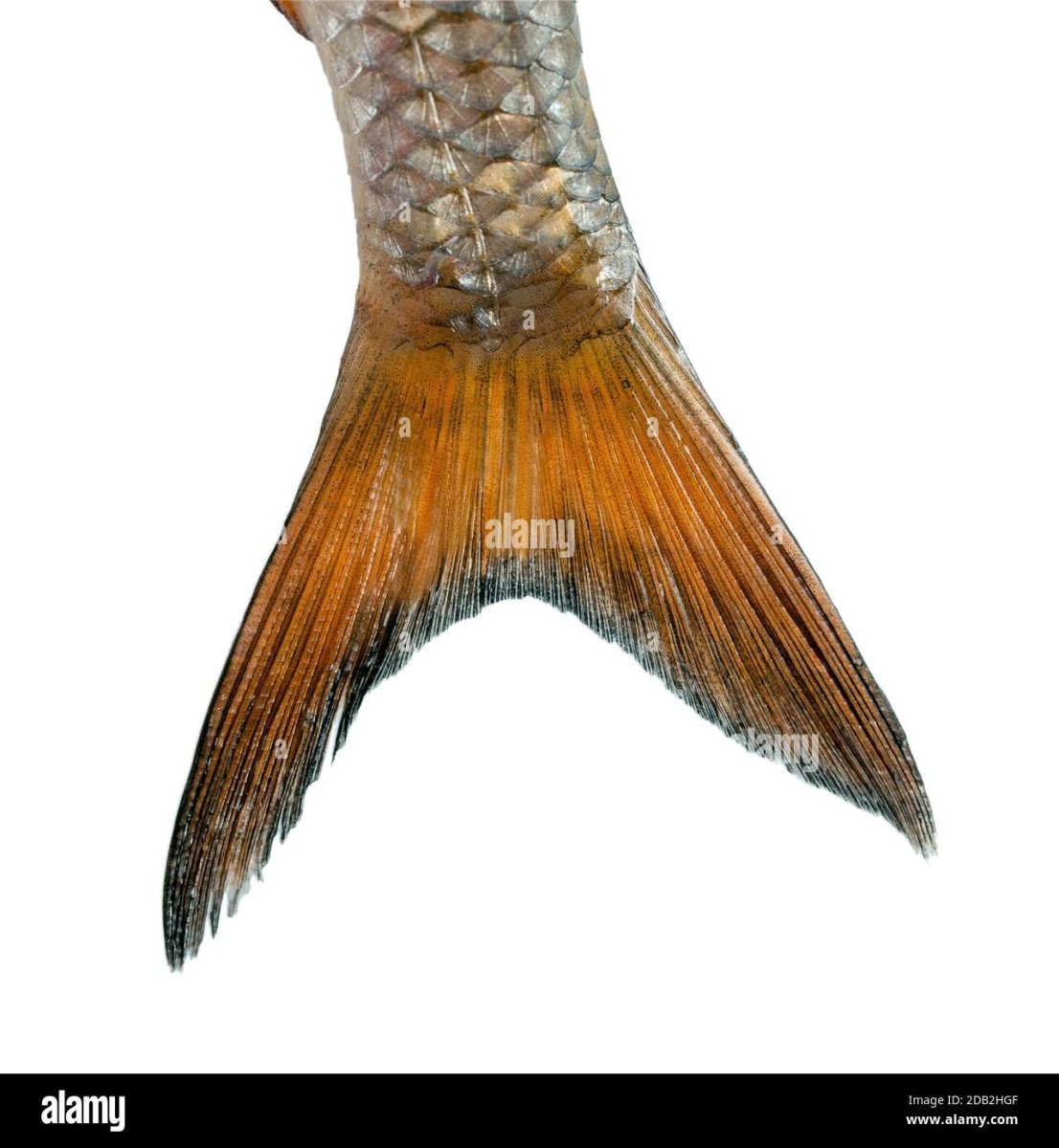 Хвост рыбы для детей