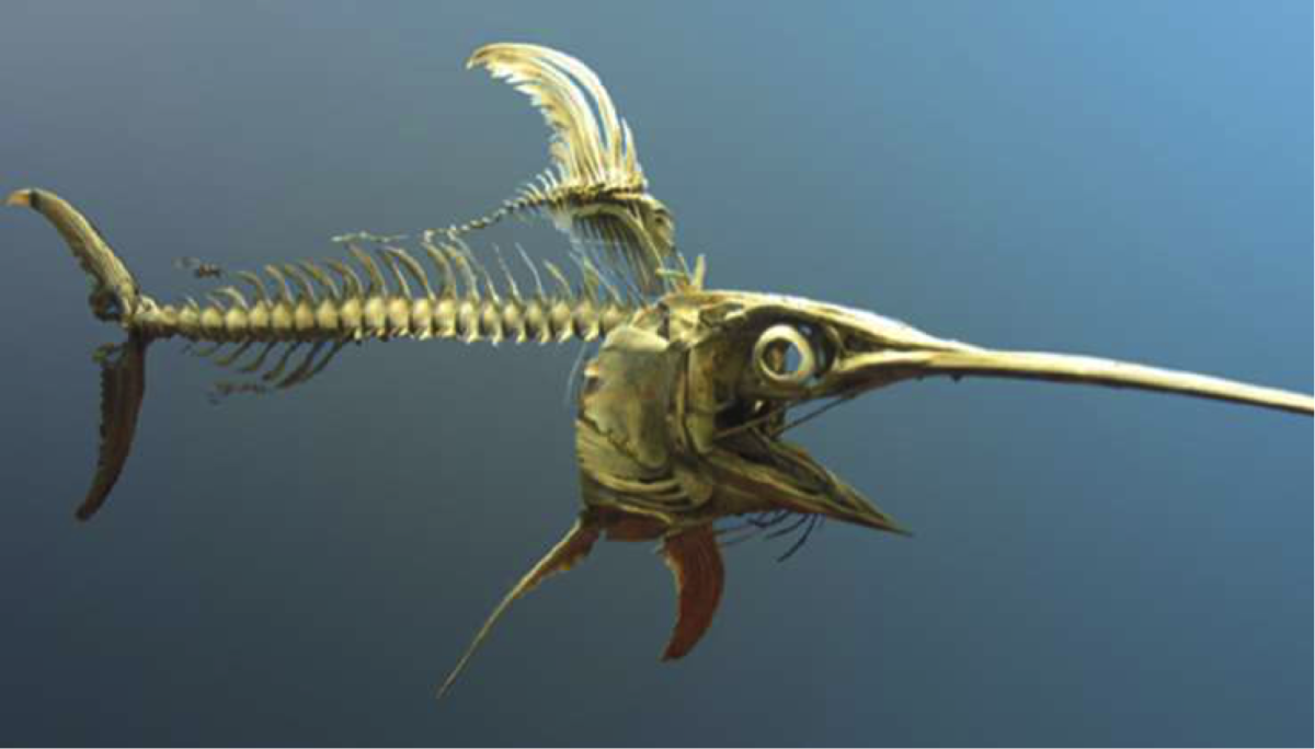 Скелет рыба Марлин