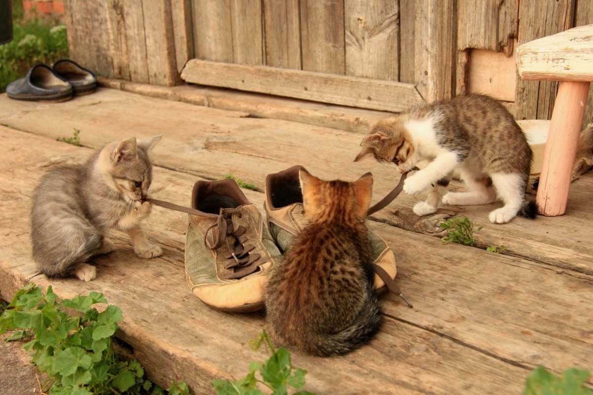 Котята Деревенские