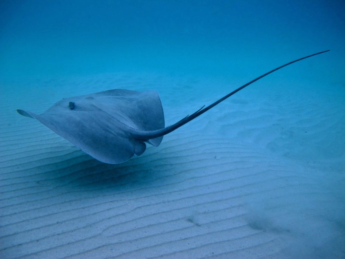Скат-хвостокол в черном море