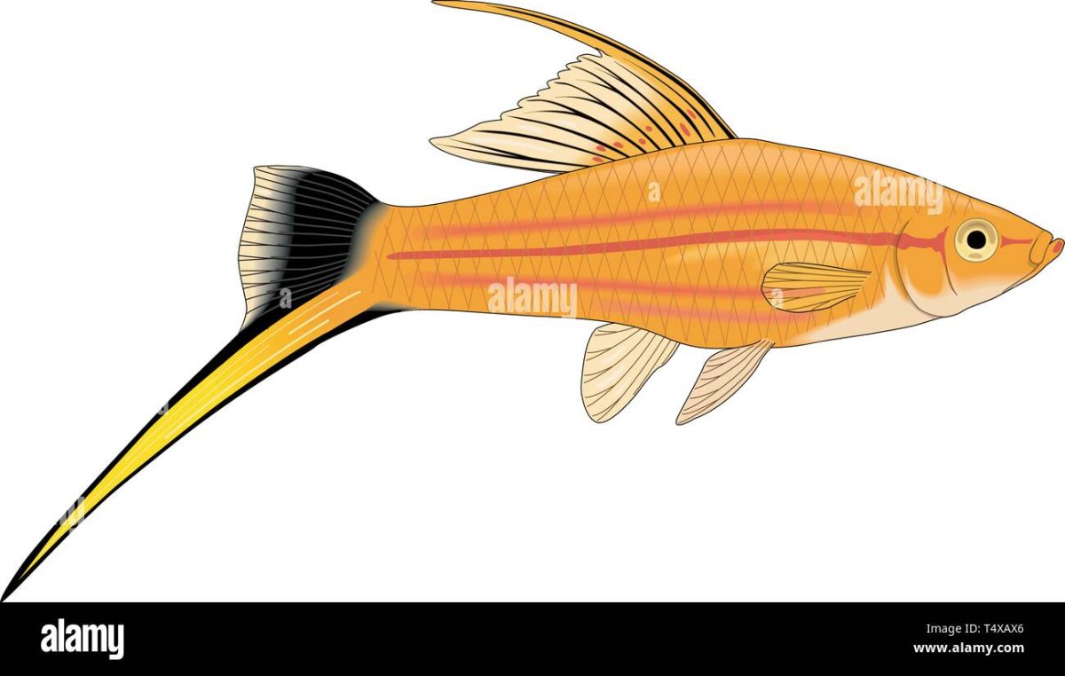 Рыба меченосец для детей