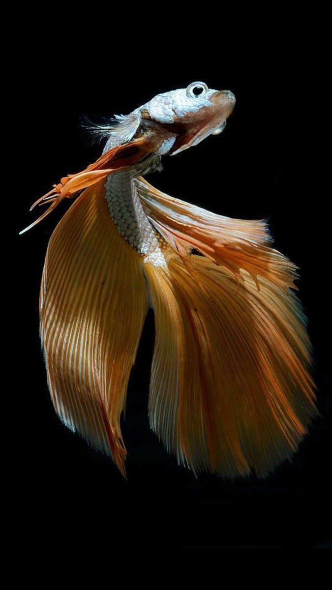Рыба с красивым хвостом