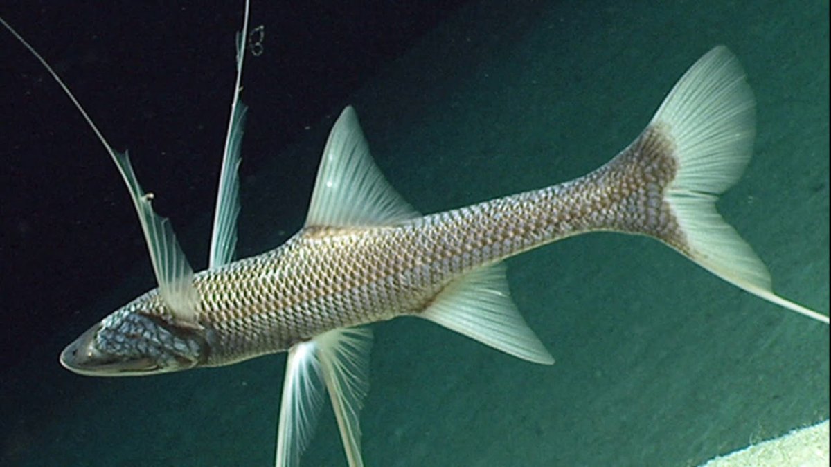 Рыба-тренога (Bathypterois grallator)